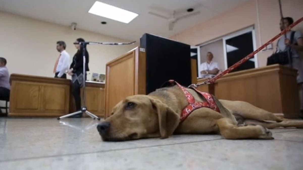 Absuelta la exdueña de 'Campeón', el primer perro en acudir a un juicio por maltrato animal