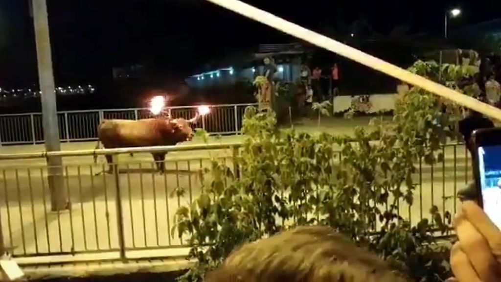 Un toro embolado escapa de las fiestas de la localidad valenciana de Sagunto
