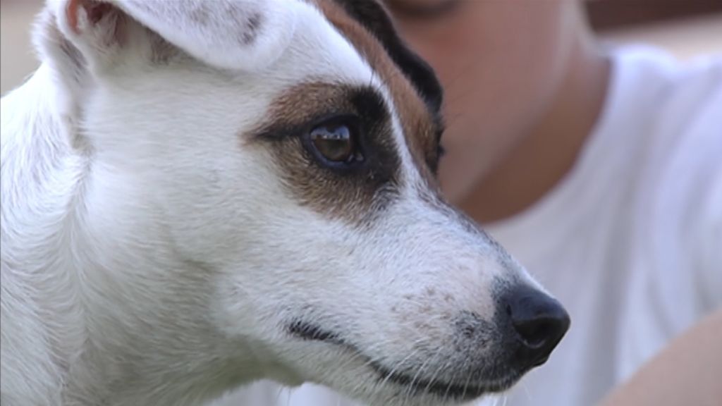 Pancho, el perro terrier que con su infalible olfato detecta las subidas y bajadas de glucosa de su amo