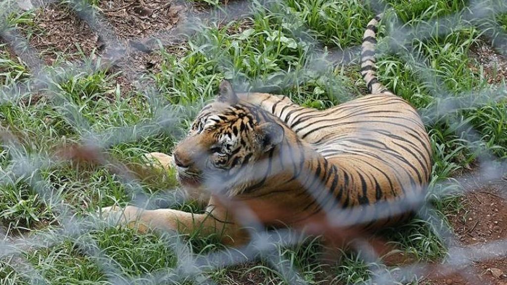 Encuentran en Vietnam 7 tigres congelados en un coche que habían sido importados ilegalmente Encuentran en Vietnam 7 tigres congelados en un coche que habían sido importados ilegalmente