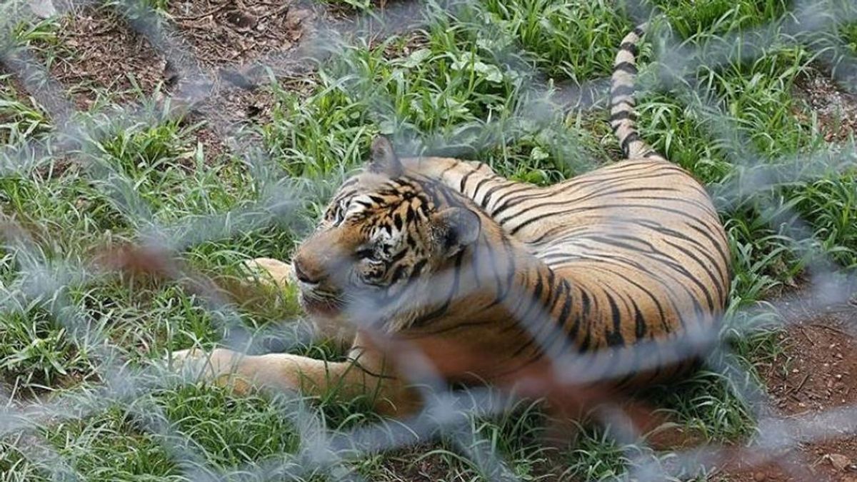 Encuentran en Vietnam 7 tigres congelados en un coche que habían sido importados ilegalmente