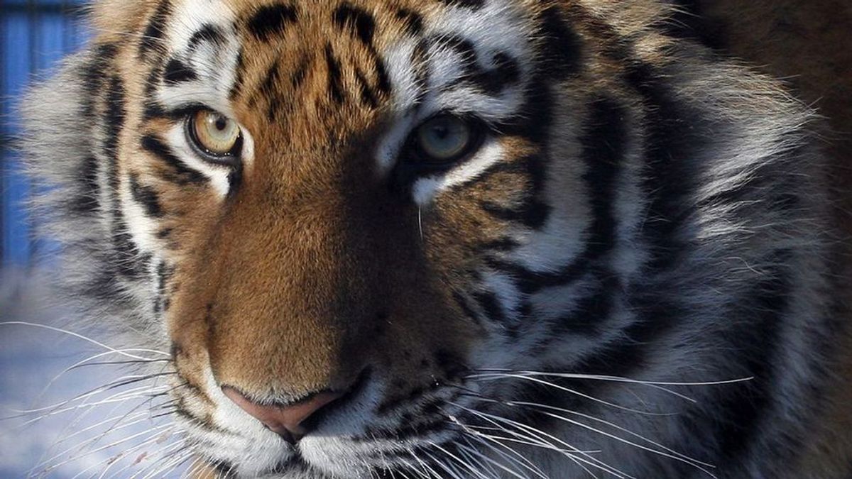 El 97% de la población de tigres de todo el mundo ha desaparecido  en un siglo