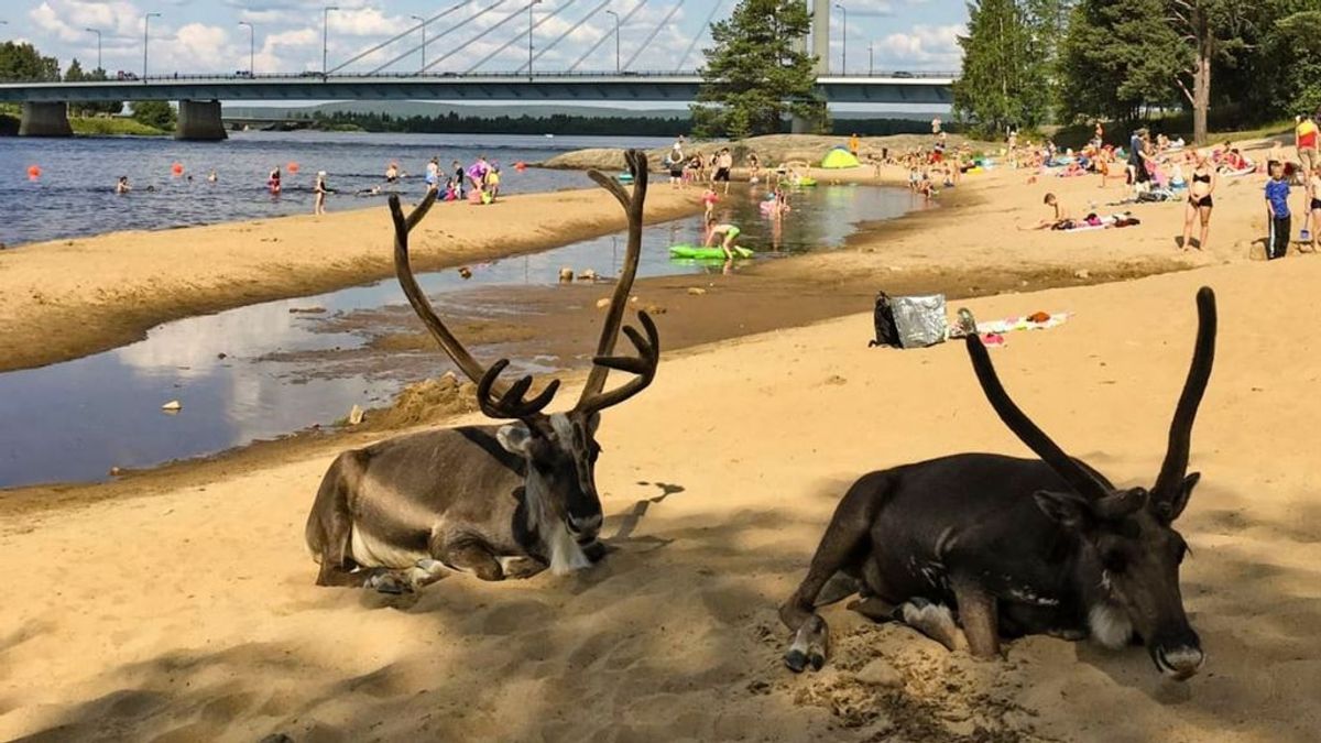 Los renos se abrasan en la playa: Finlandia alcanza 33,8ºC, su temperatura más alta desde 1945