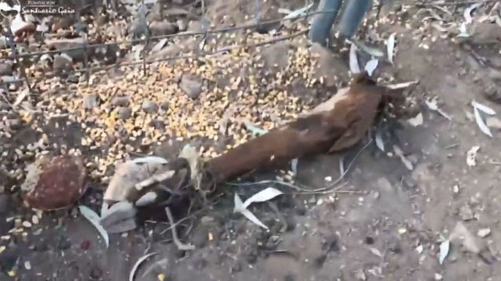 Decenas de animales muertos en la ‘granja de los horrores’