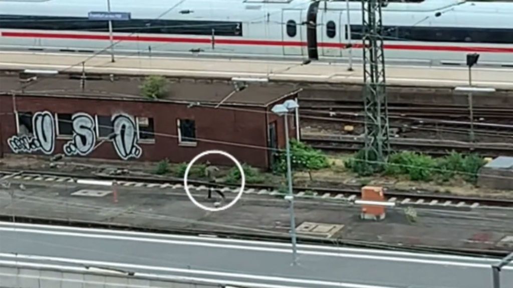 Suiza buscaba al hombre que arrojó al niño al tren en Frankfurt por violencia de género Suiza buscaba al hombre que arrojó al niño al tren en Frankfurt por violencia de género