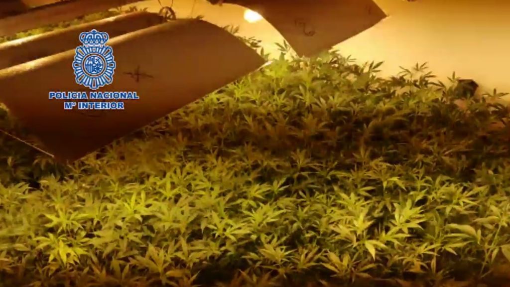 Desmantelada una nave con más de 2.000 plantas de marihuana en Cádiz