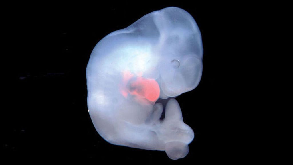 Científicos españoles lideran una investigación para crear embriones de monos con células humanas