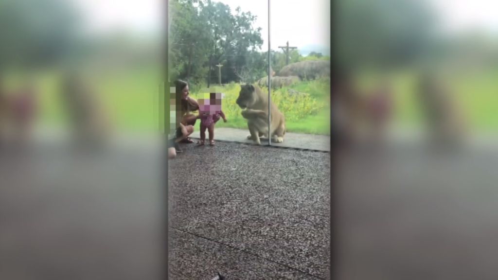 Un cristal salva a dos niños del ataque de una leona en un zoo de Nueva Orleans