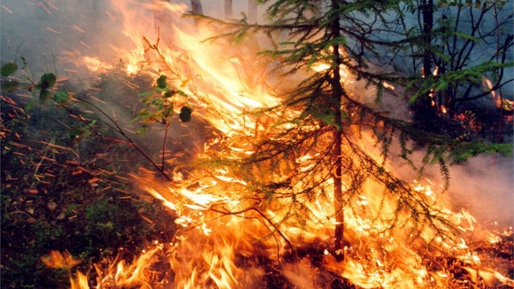 Las impactantes imágenes que han dejado los incendios de Siberia Las impactantes imágenes que han dejado los incendios de Siberia