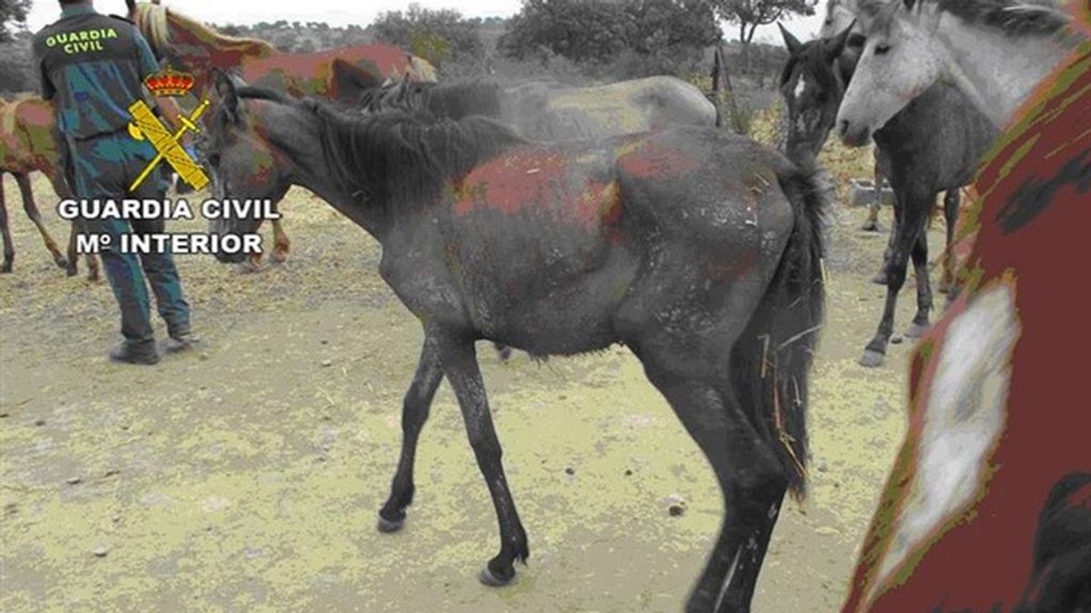 Detenido por abandonar 18 caballos sin agua ni comida en una finca de Alcántara, Extremadura
