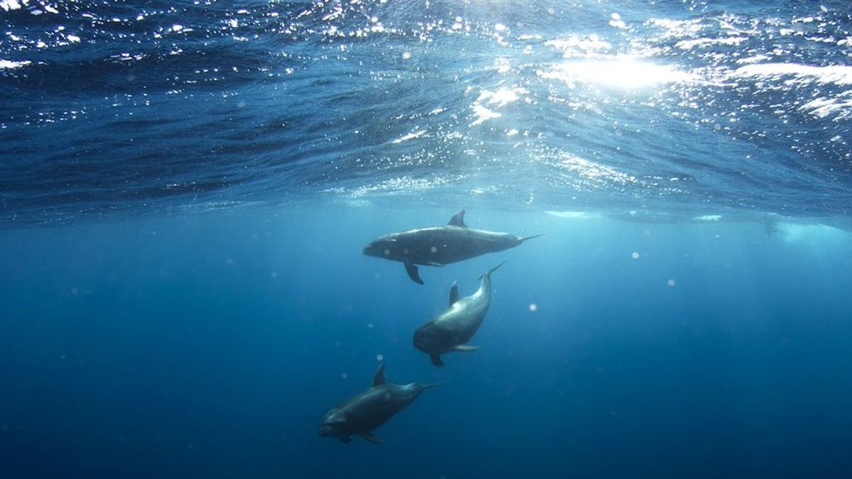 Una hembra de delfín adopta a otro huérfano de otra especie distinta y lo cría junto a sus hijos
