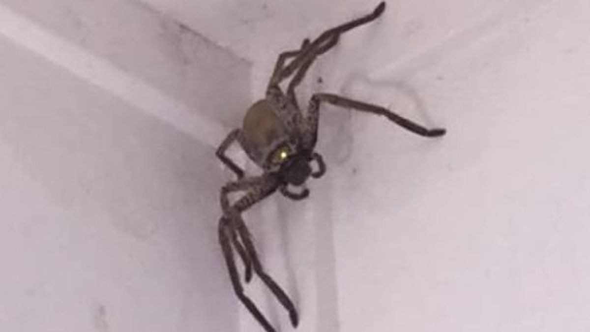 Una joven 'abandona' su casa para atrapar una monstruosa araña que resulta ser inofensiva