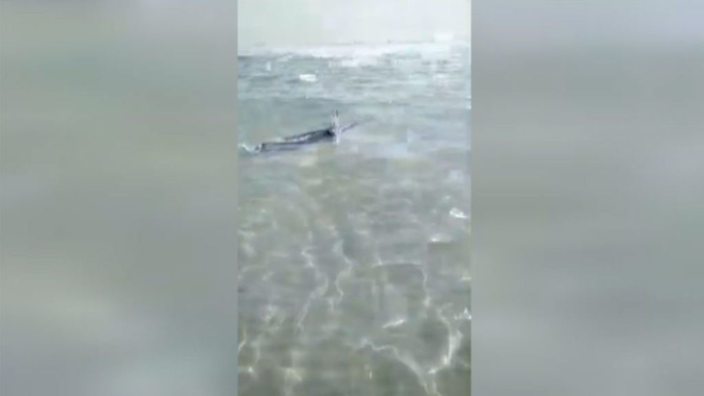 Un pez espada de más de un metro de longitud aparece e una playa de Alicante
