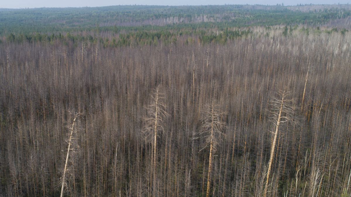Los incendios de Siberia ya son del tamaño de Dinamarca: así van a impactar en el clima mundial