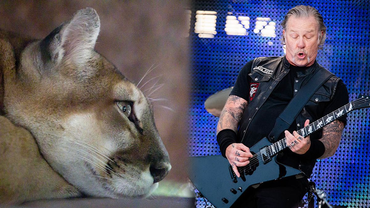 Una senderista sobrevive al ataque de un puma tras ahuyentarlo con una canción de Metallica Una senderista sobrevive al ataque de un puma tras ahuyentarlo con una canción de Metallica