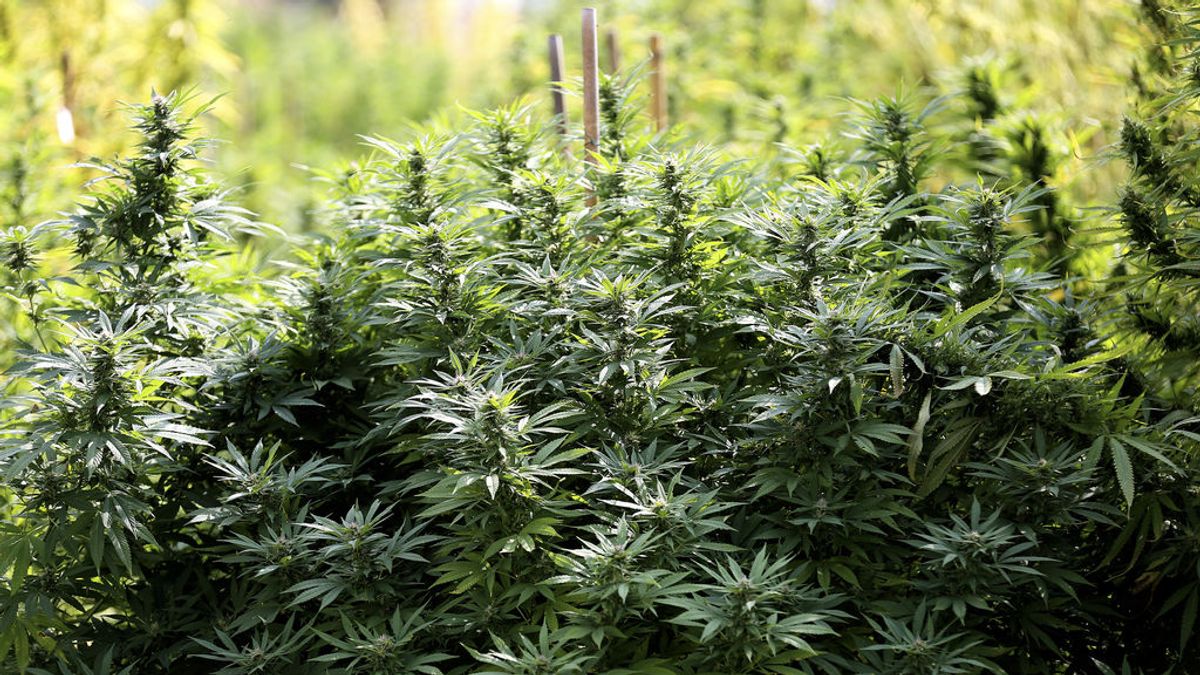 Detenidas dos personas tras hallar mil plantas de marihuana en un cortijo de Pechina (Almería)