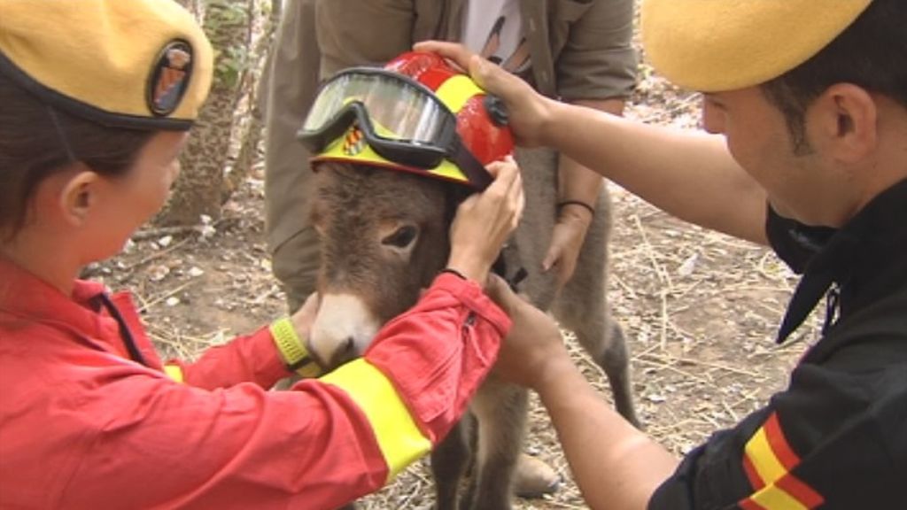 Una campaña ha incluido burros bomberos para frenar los incendios forestales