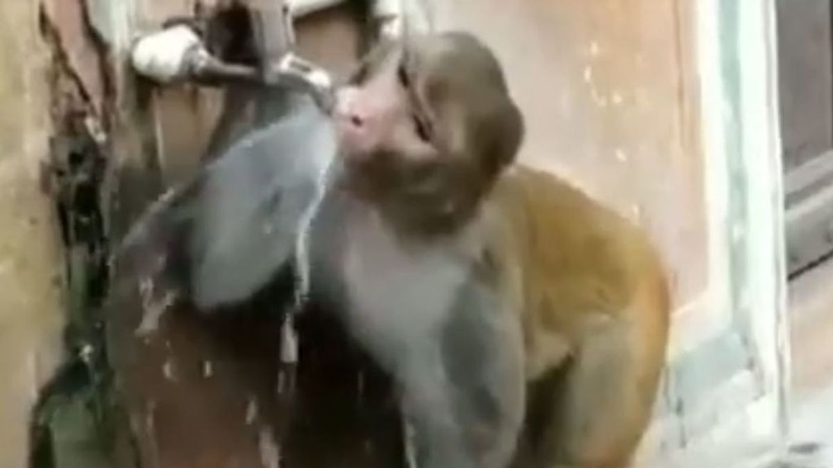 Lección de civismo:  un mono bebe agua de un grifo y se asegura de cerrarlo después