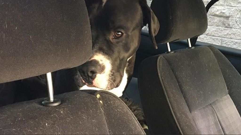 La Guardia Nacional defiende a las mascotas frente al calor La Guardia Nacional defiende a las mascotas frente al calor