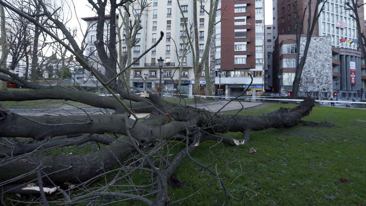 Fallece una mujer al caerle encima la rama de un árbol de un pinar de la playa de A Magdalena (A Coruña)