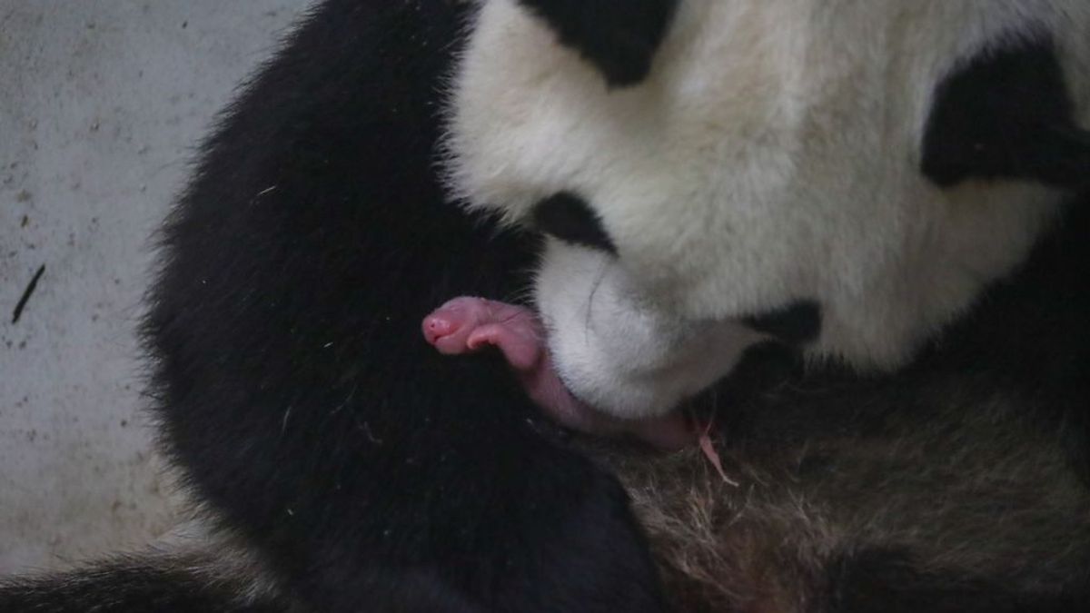 Un panda gigante da a luz a dos adorables cachorros en un zoológico belga: estas son sus primeras y enternecedoras imágenes