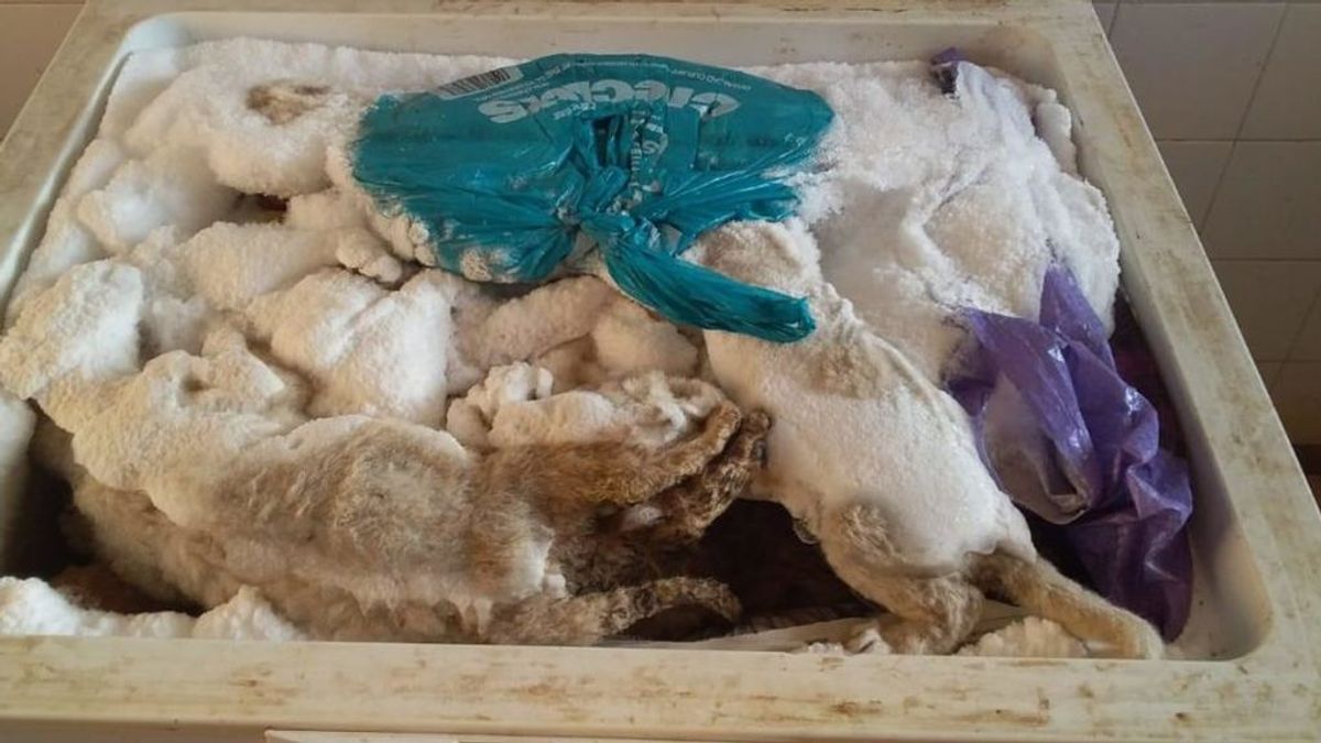 Las espeluznantes condiciones de un criadero de leones: 20 felinos muertos en congeladores y cachorros convulsionando en jaulas