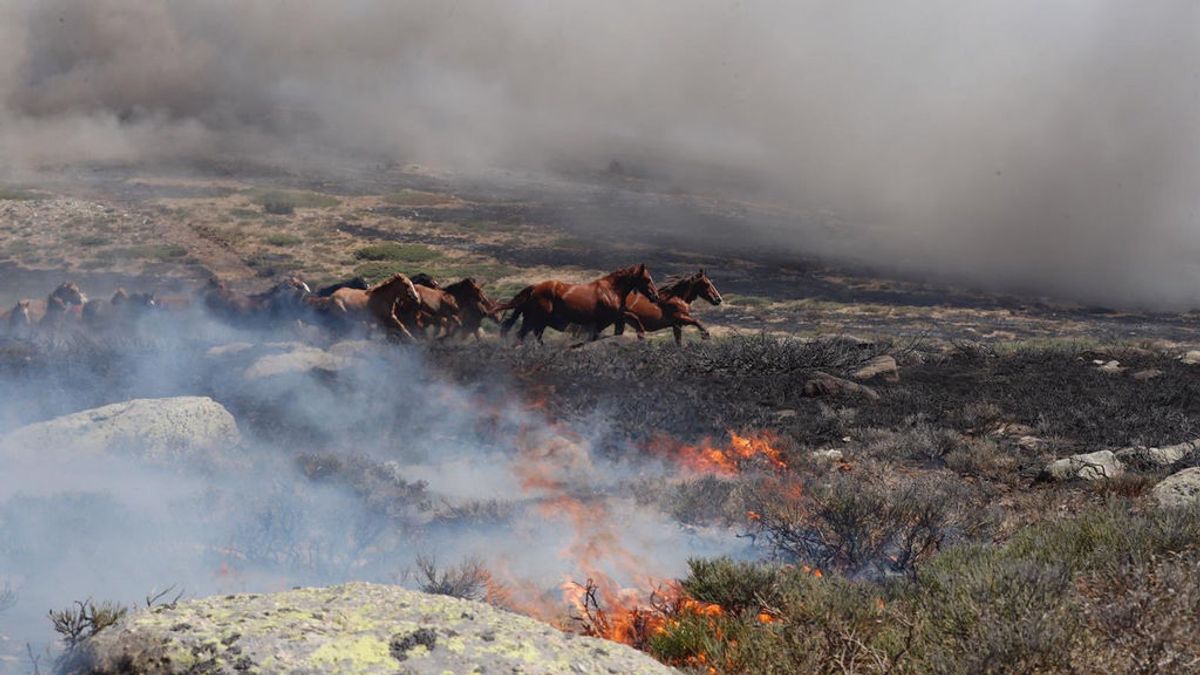 La historia tras el incendio en La Granja que ha llegado al corazón de los internautas: así salvaron a 27 caballos