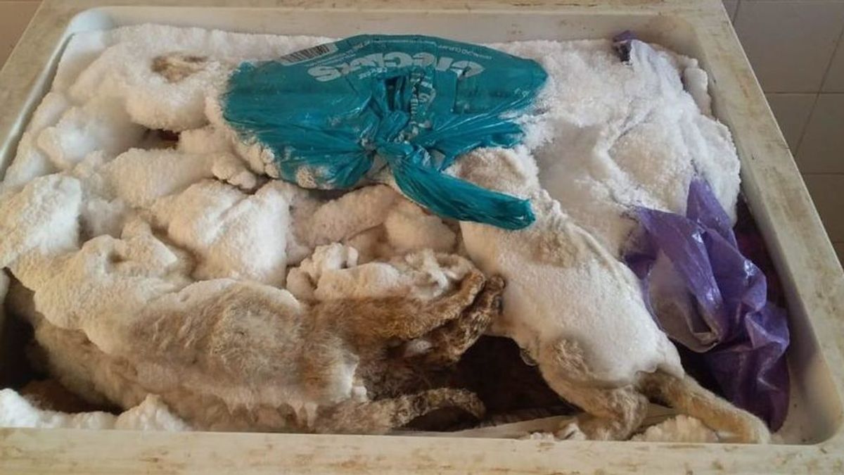 Cachorros con convulsiones e incluso muertos en un congelador: las terribles condiciones de un criadero de leones en Sudáfrica