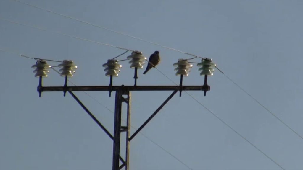 El peligro del tendido eléctrico para los animales: 120 aves han muerto electrocutadas en lo que va de año