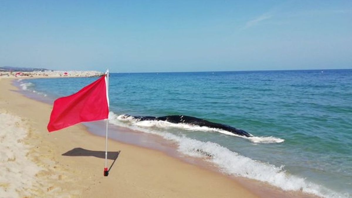Cerrada al baño una playa de Mataró por la aparición de un cetáceo muerto en descomposición