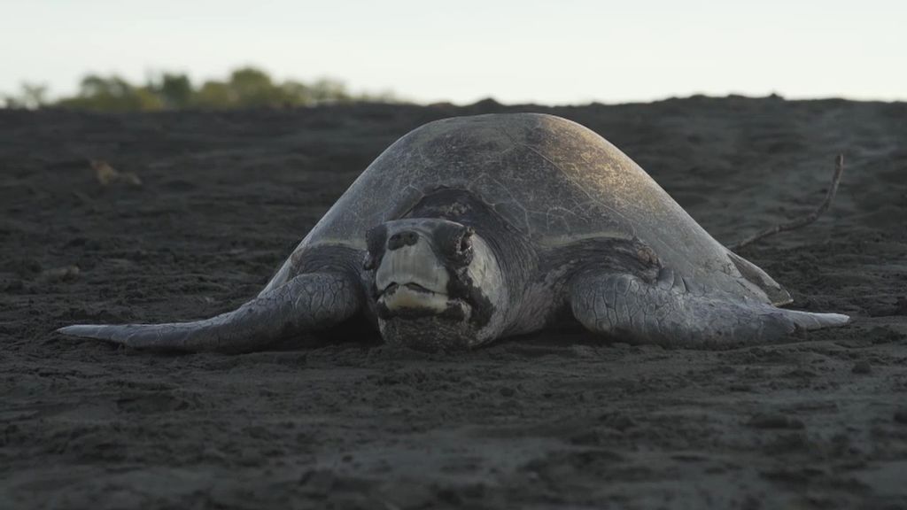 Playa Ostional es el paraíso de las tortugas: ¡cada dos semanas llegan un millón y medio!