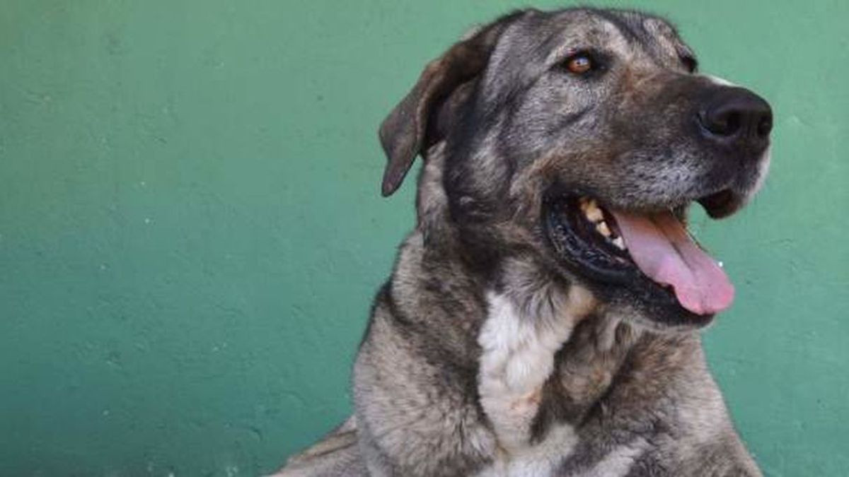 Un perro hiere de gravedad a 4 personas, entre ellos sus dueñas, en Ourense
