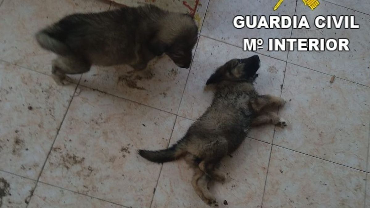 Rescatan a 11 perros, seis de ellos cachorros, desnutridos, abandonados y enfermos en Benicarló (Castellón)