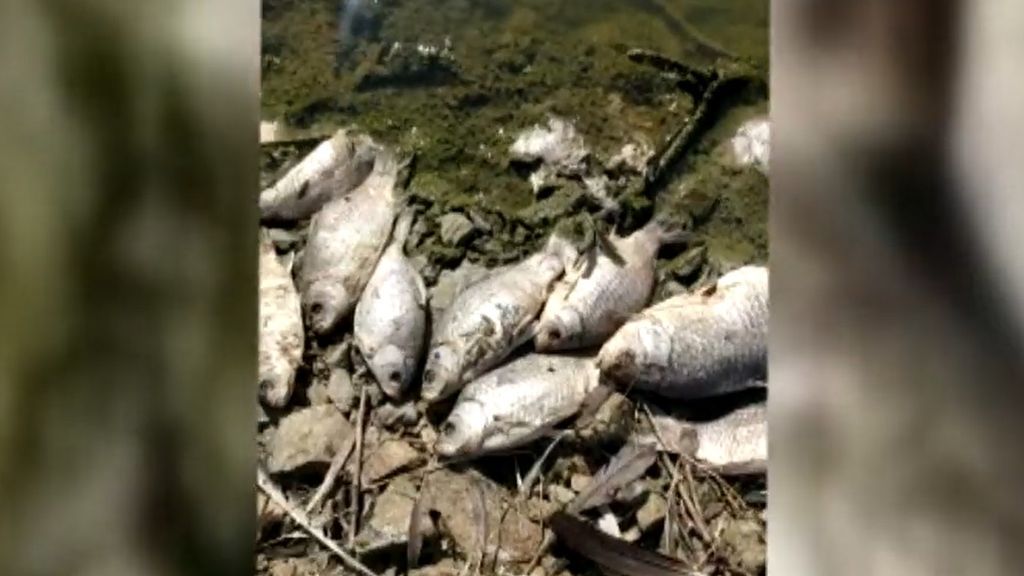 Aparecen miles de peces muertos en la presa de Villalba de los Barros, Badajoz