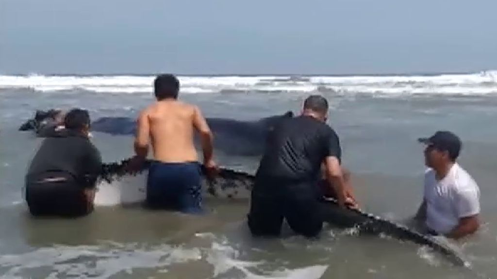 El rescate de una ballena en una playa de Perú