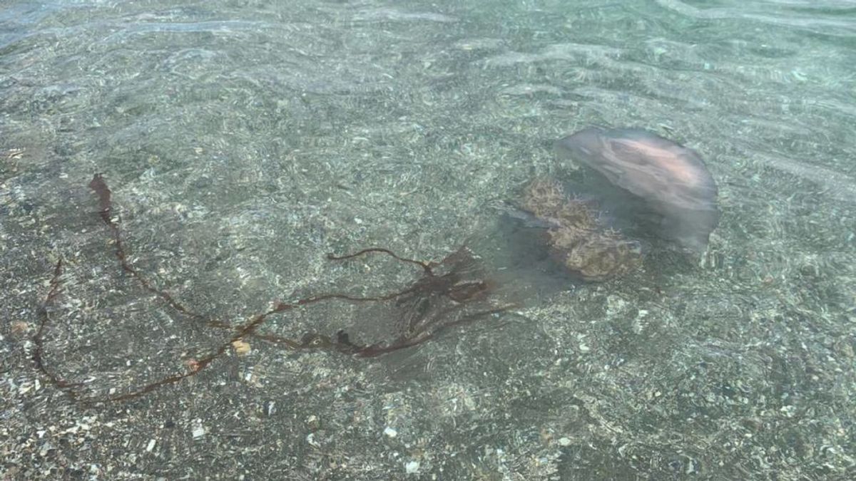 Susto en Málaga: aparece una medusa gigante en la playa de Manilva