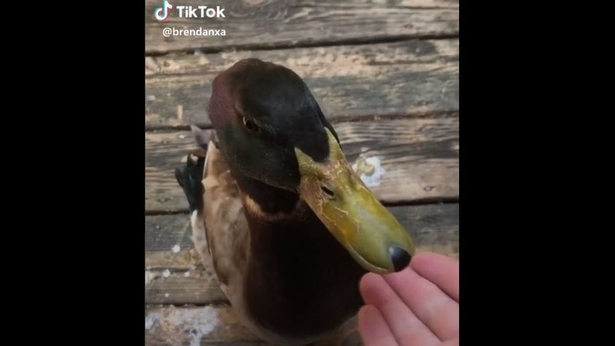 Jerry, el pato vloguero: un joven estadounidense ha dejado su trabajo para dedicarse a grabar vídeos de su mascota