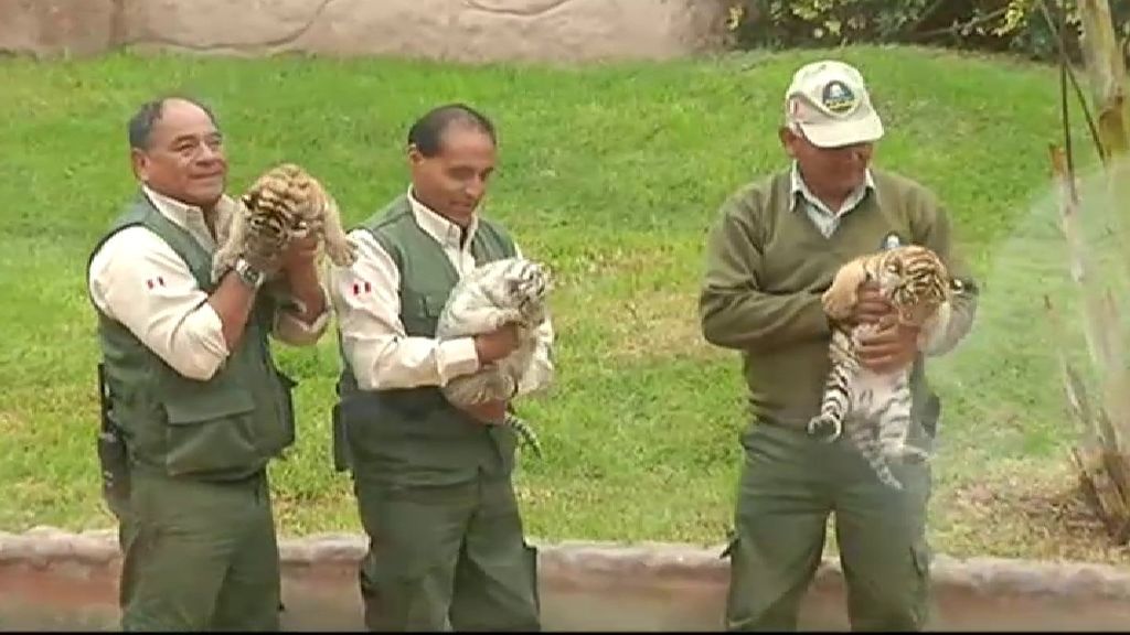 El zoológico de Lima presenta tres tigresas de bengala nacidas en cautiverio