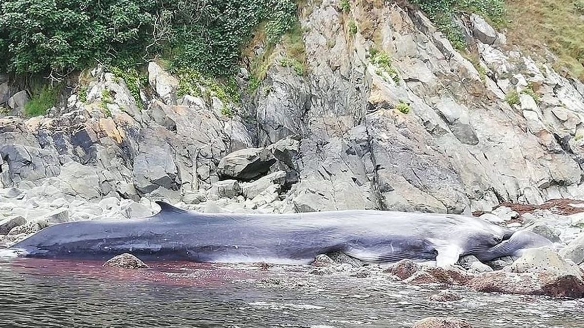 La ballena muerta en la costa asturiana llevaba varios días sin comer