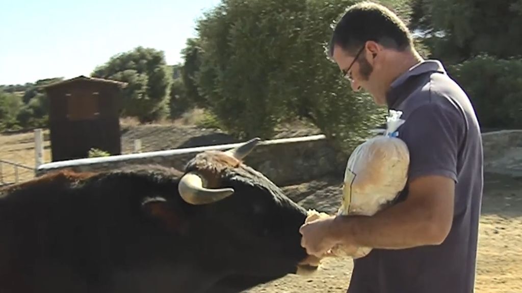 La historia de Carlitos, el toro de Lidia que fue domesticado por un hombre en Cádiz