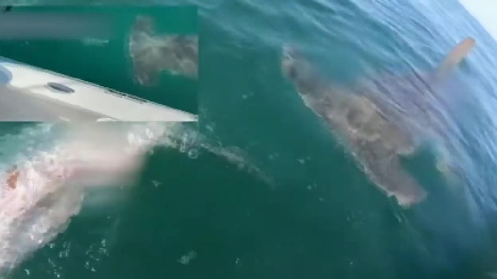 Un tiburón sorprende a un pescador de Florida arrebatándole de las manos la pesca que ha conseguido