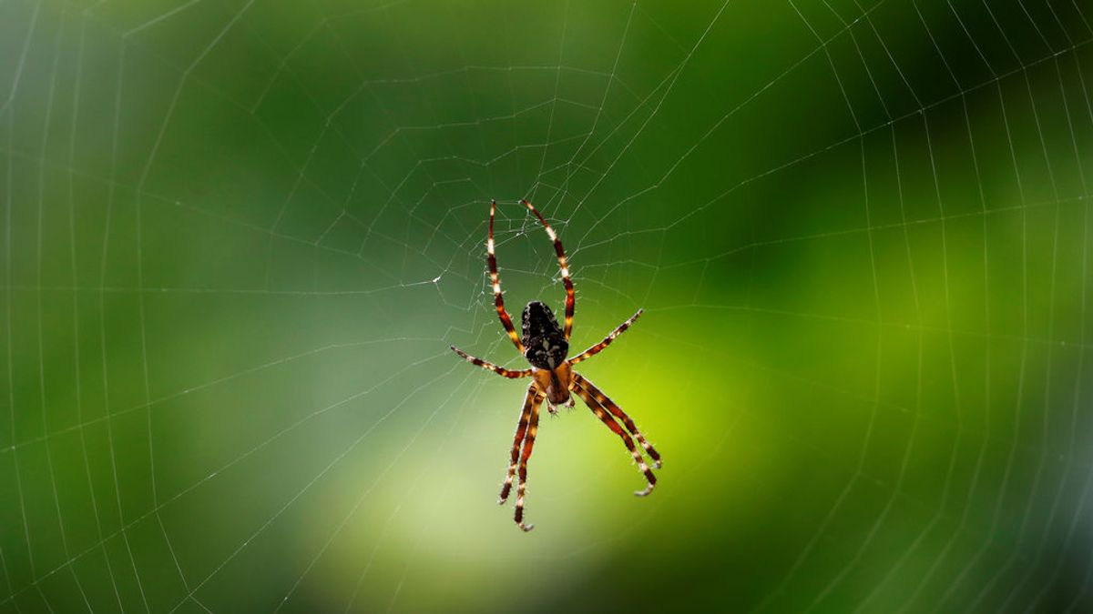 Arañas agresivas: los ciclones y desastres naturales les están forzando a adaptar su comportamiento