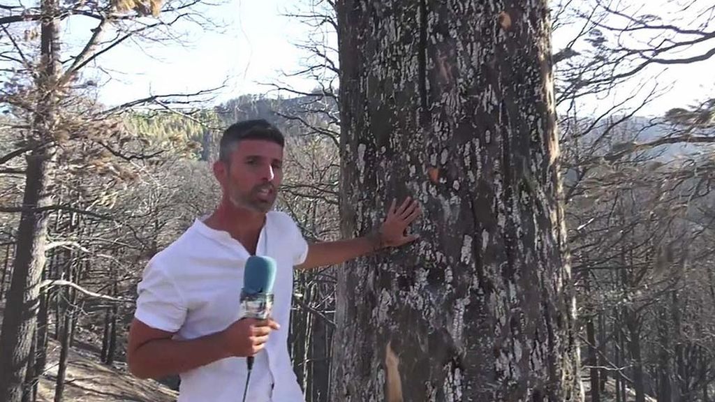 Un reportero de ‘El programa del verano’ visita la zona cero del incendio de Gran Canaria