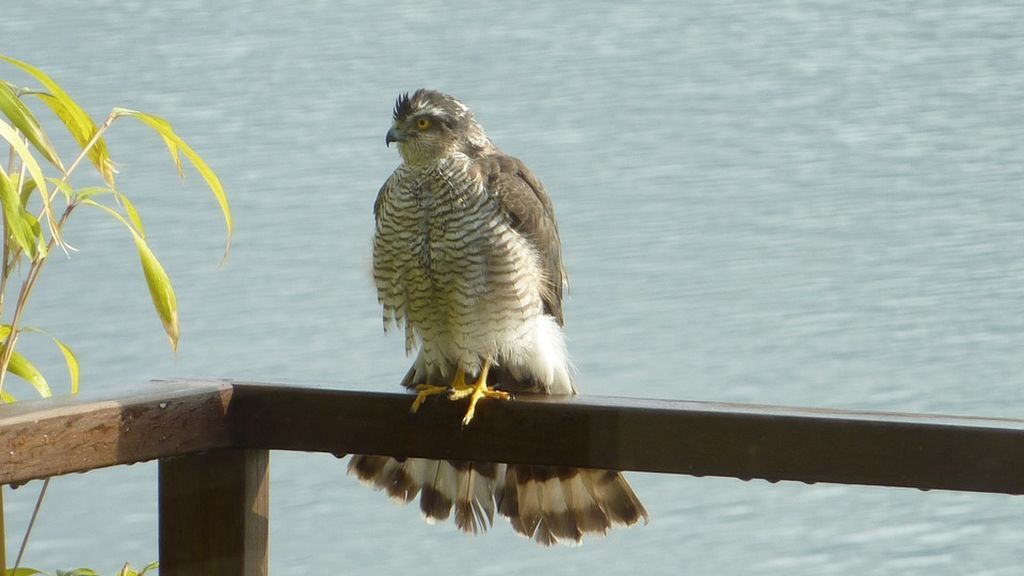 sparrowhawk-431073_960_720