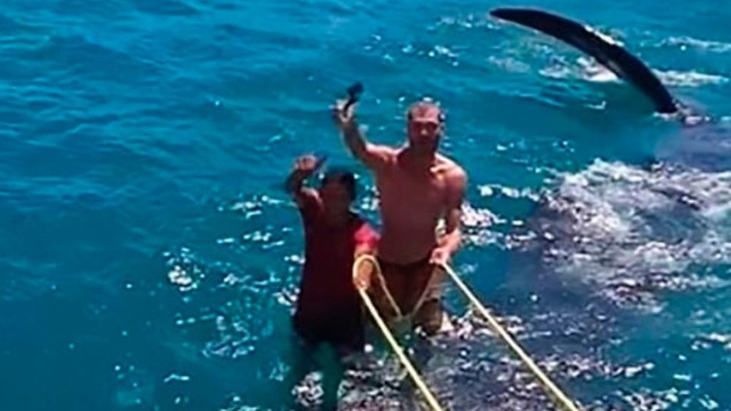 La última salvajada acuática: surfear sobre tiburones en peligro de extinción La última salvajada acuática: surfear sobre tiburones en peligro de extinción