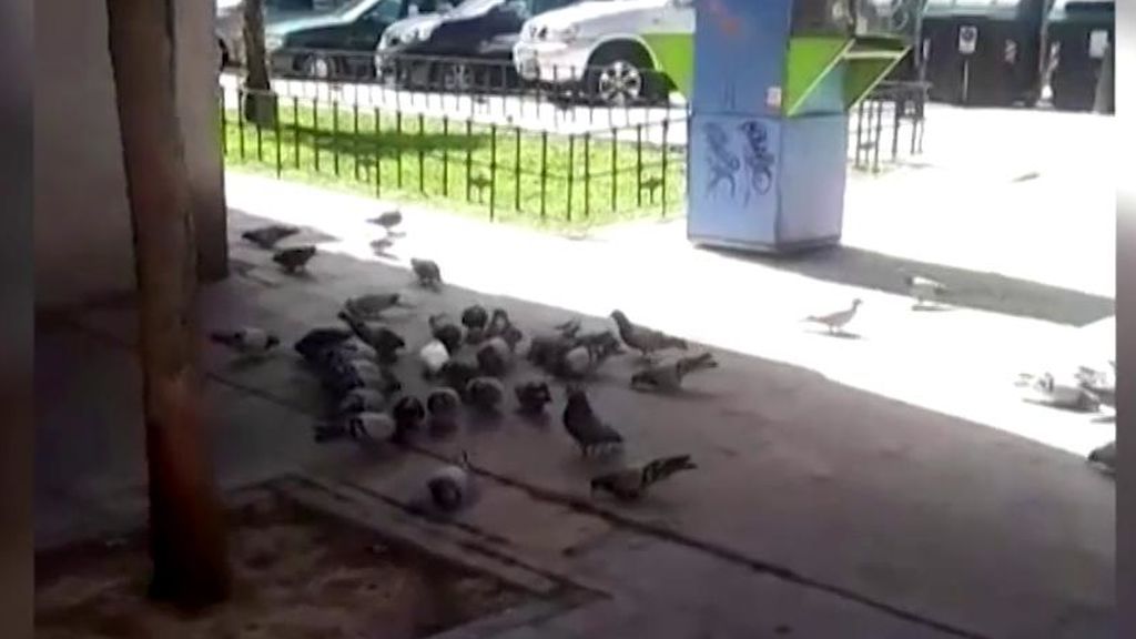 Los vecinos de Getafe cansados de una mujer que alimenta a las palomas