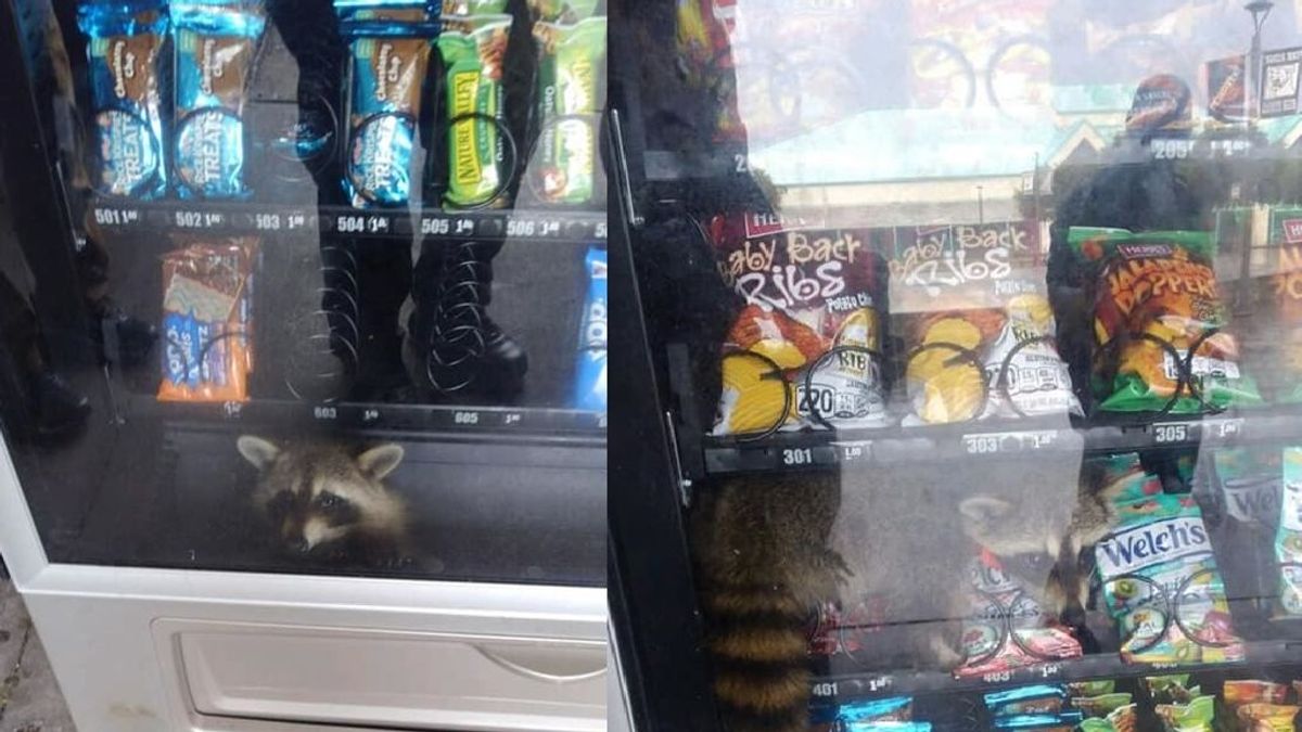 Un mapache queda atrapado en una máquina de vending tras intentar robar sus productos en Florida