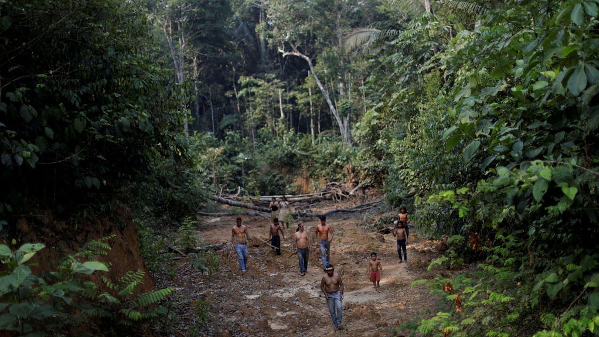 Las consecuencias de los incendios del Amazonas: un millón de indígenas y 6000 especies en peligro inminente