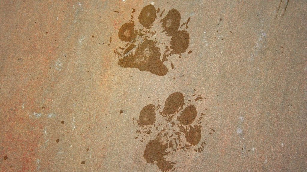 Muere un perro al ser lanzado por su dueño desde el piso 19 de un edificio en Cartagena, Colombia