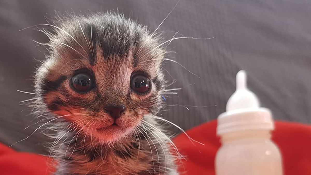Buscan un hogar para Nano, el gatito al que mutilaron las orejas